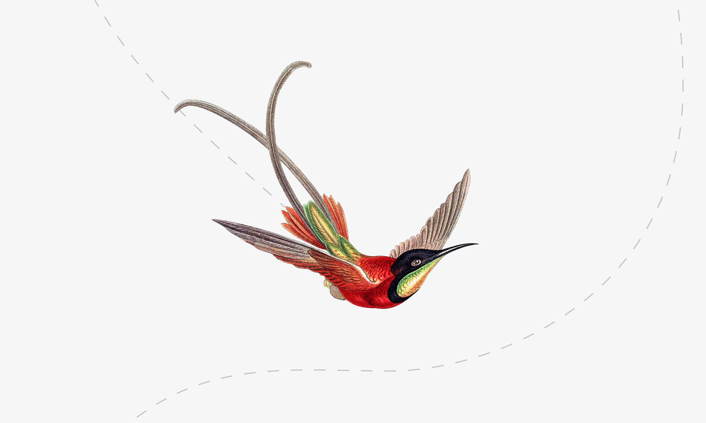 飛翔的鳥插圖